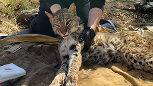  Wildlife Research at Touch of Nature