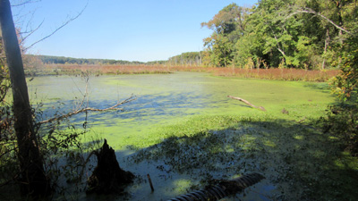 wetlands