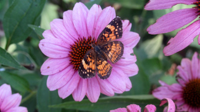 purple flower with a butterfly in the center