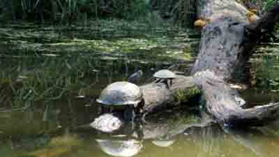 turtles sitting on a branch